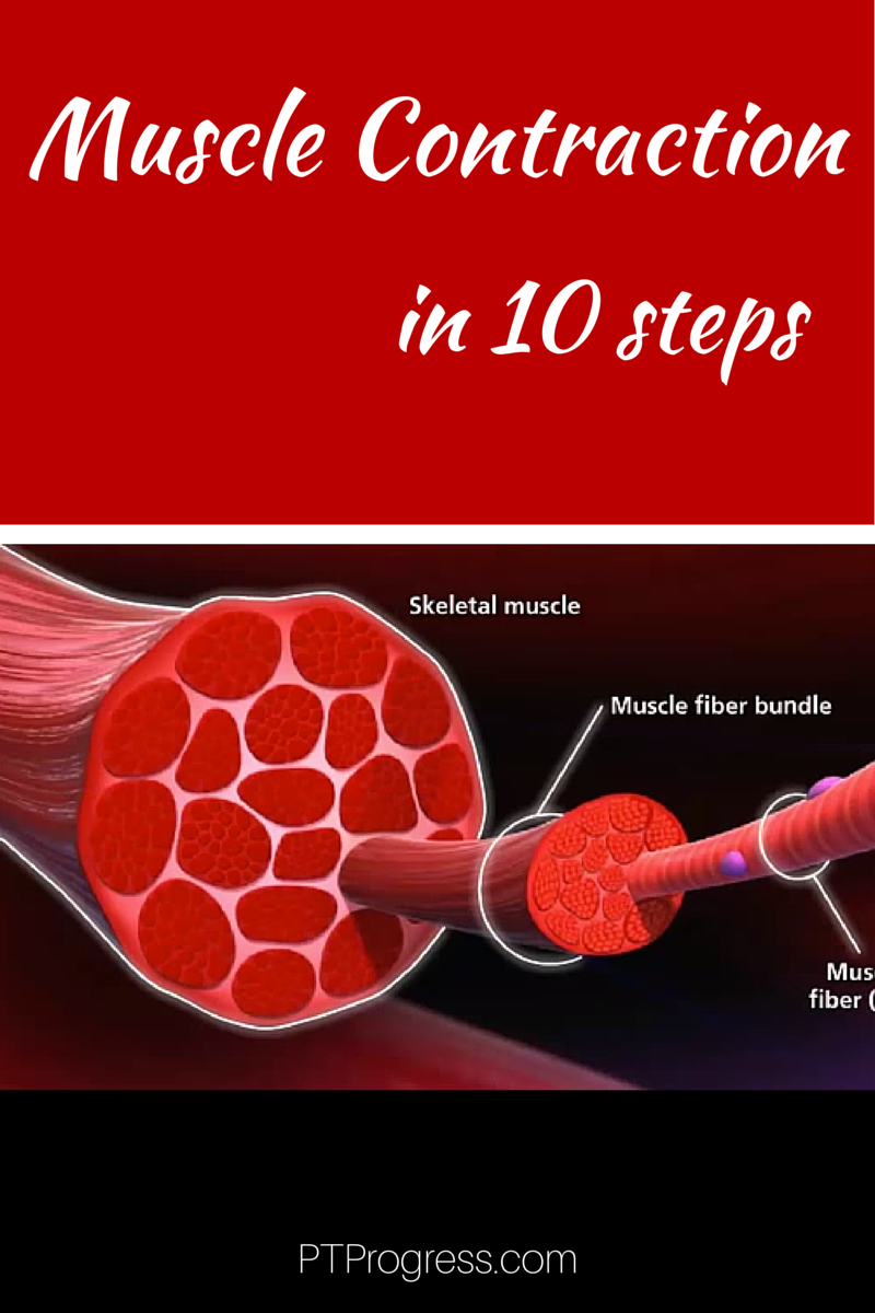 muscle contraction steps