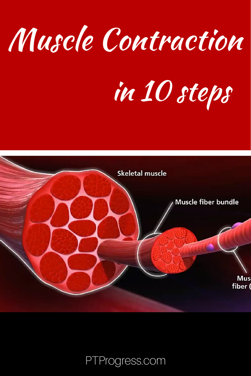 Muscle Contraction Flow Chart