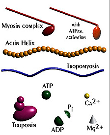 muscle contraction steps