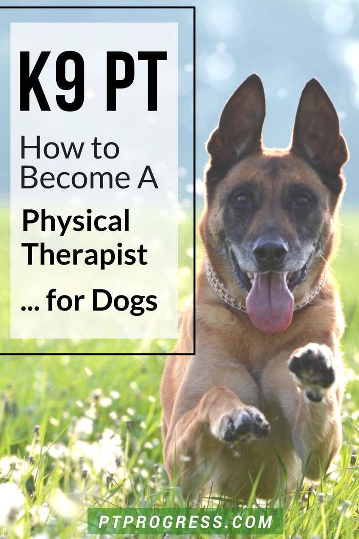 What is veterinary physical rehabilitation? HELPING YOUR DOG FETCH