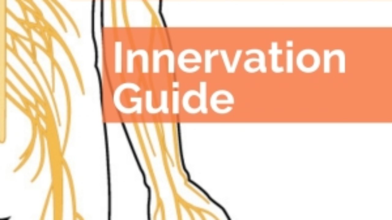 Muscles And Innervations Chart