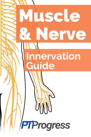 Facial Nerve Innervation Chart