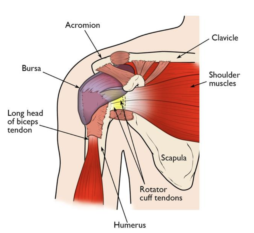 Physical Therapy Shown To Accelerate Recovery After Rotator Cuff