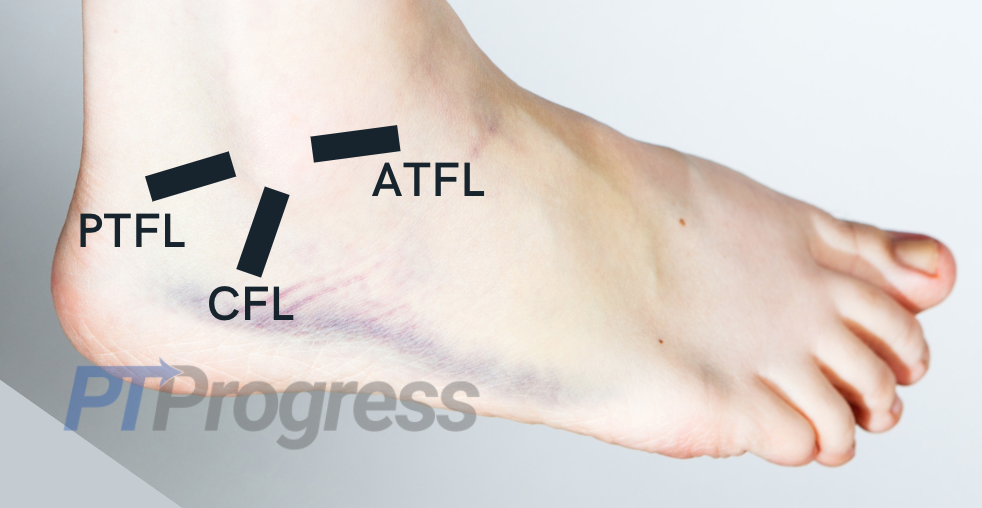 lateral ankle ligaments