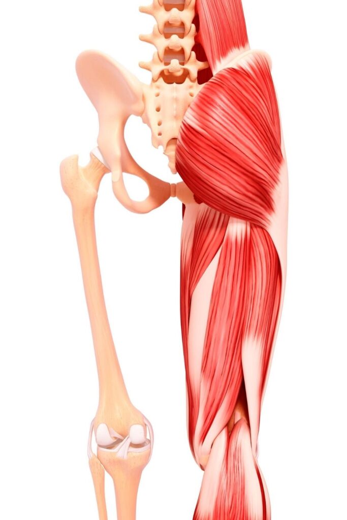 gluteus muscles
