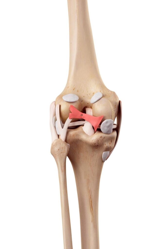 knee anatomy