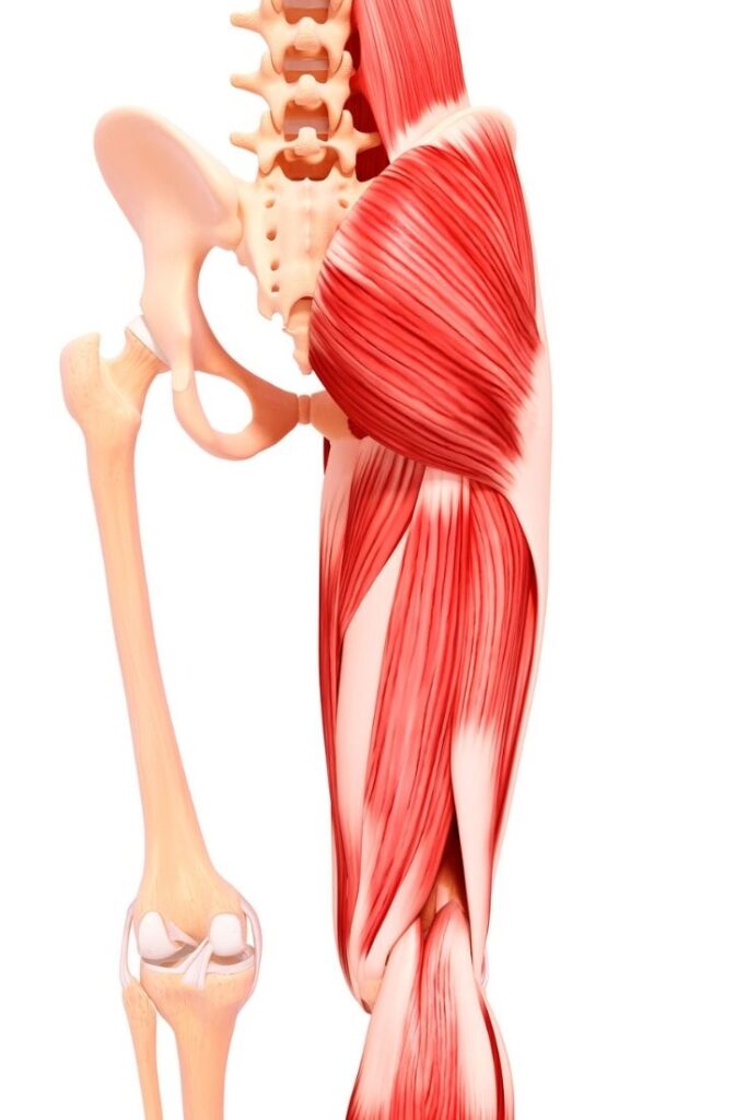 glutes