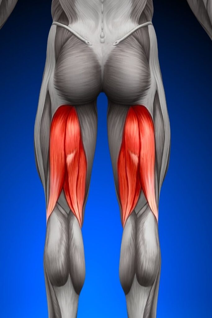 hamstrings