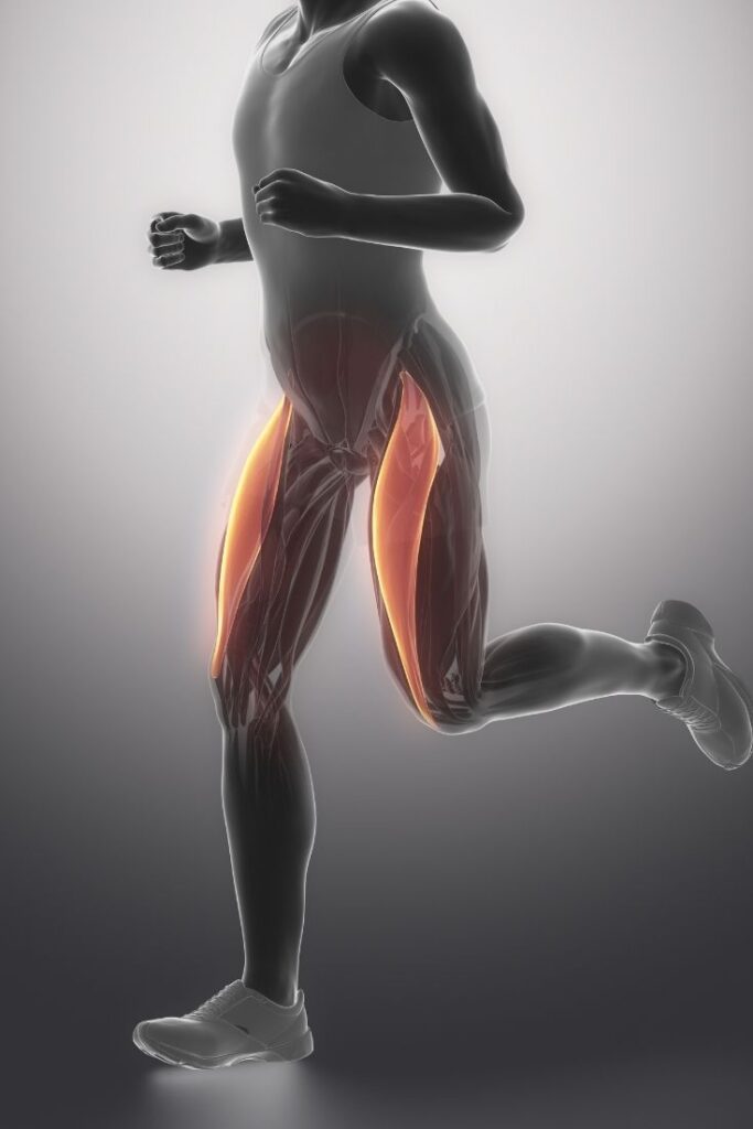 hip flexors