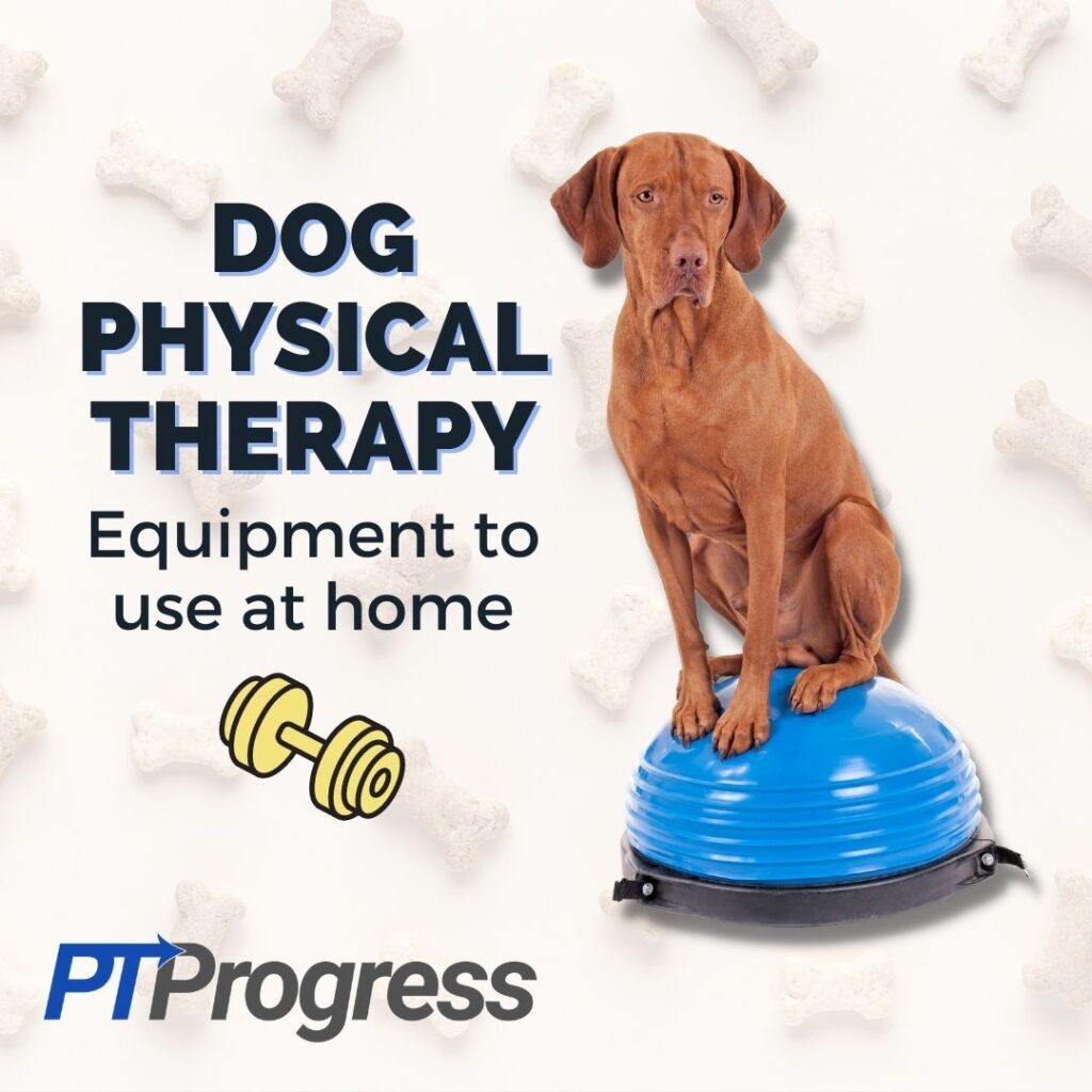 dog physical therapy