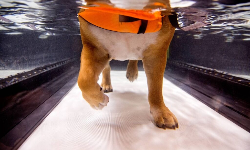dog pt treadmill