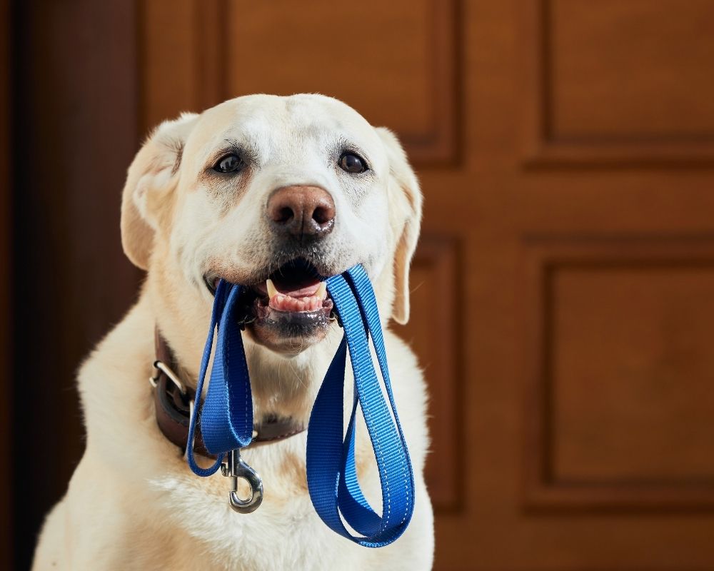 benefits of walking dog