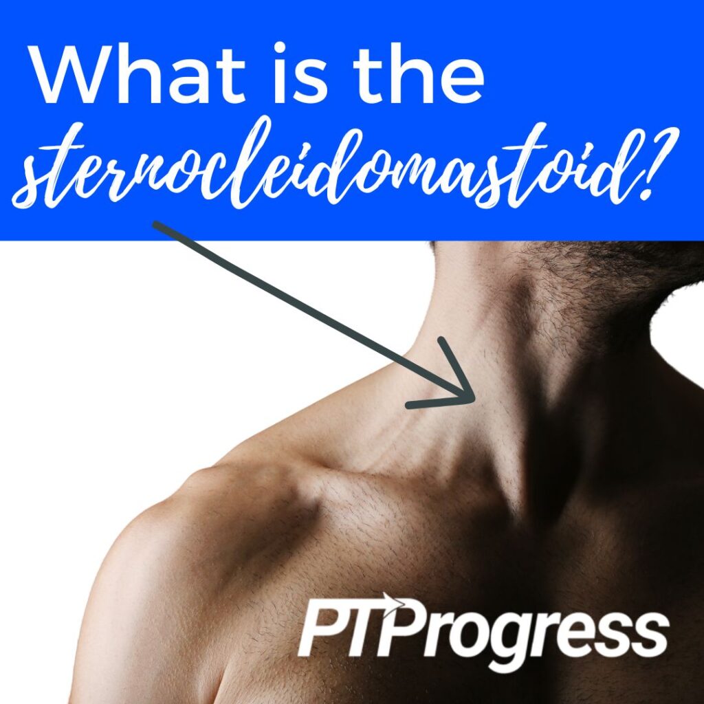 sternocleidomastoid muscle