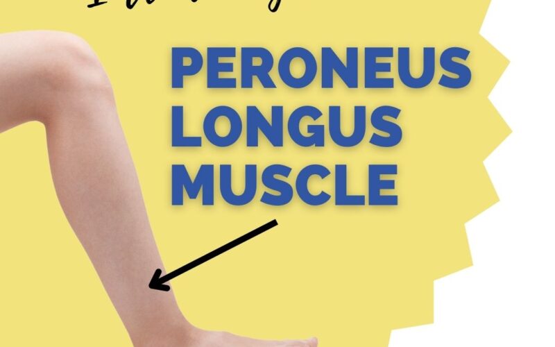 peroneus longus muscle