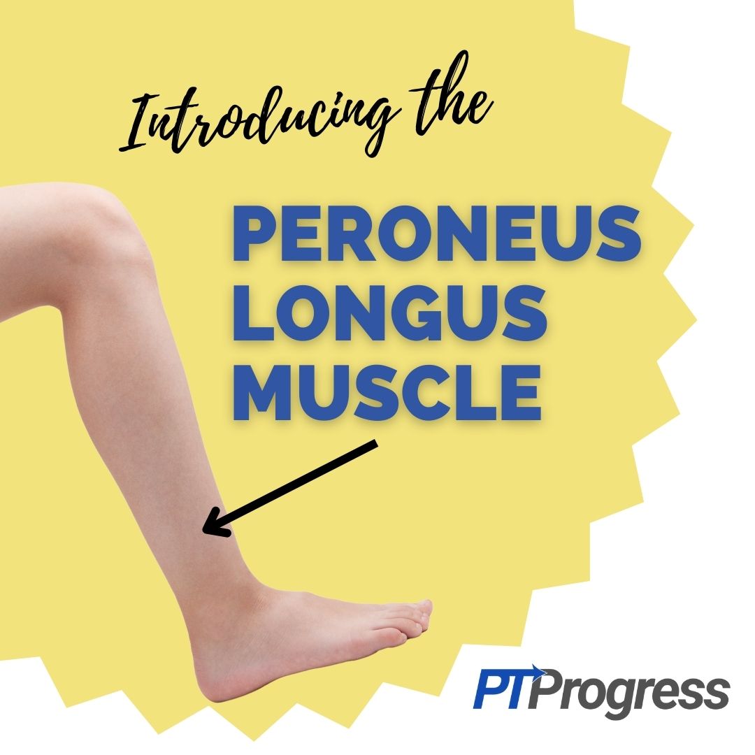 peroneus longus muscle