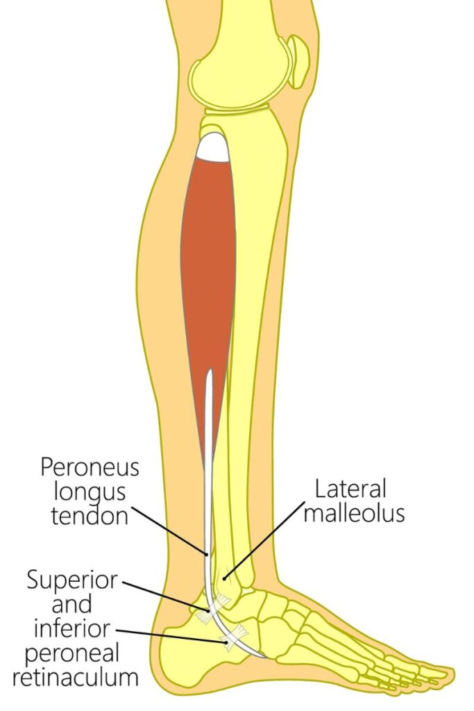 peroneus longus anatomy