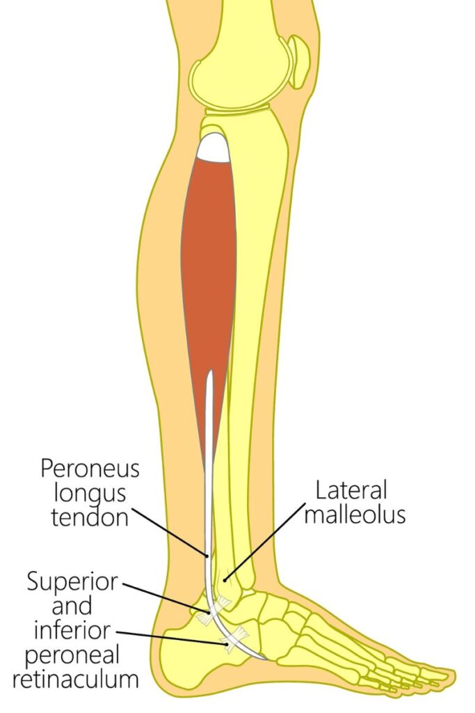 peroneus longus anatomy