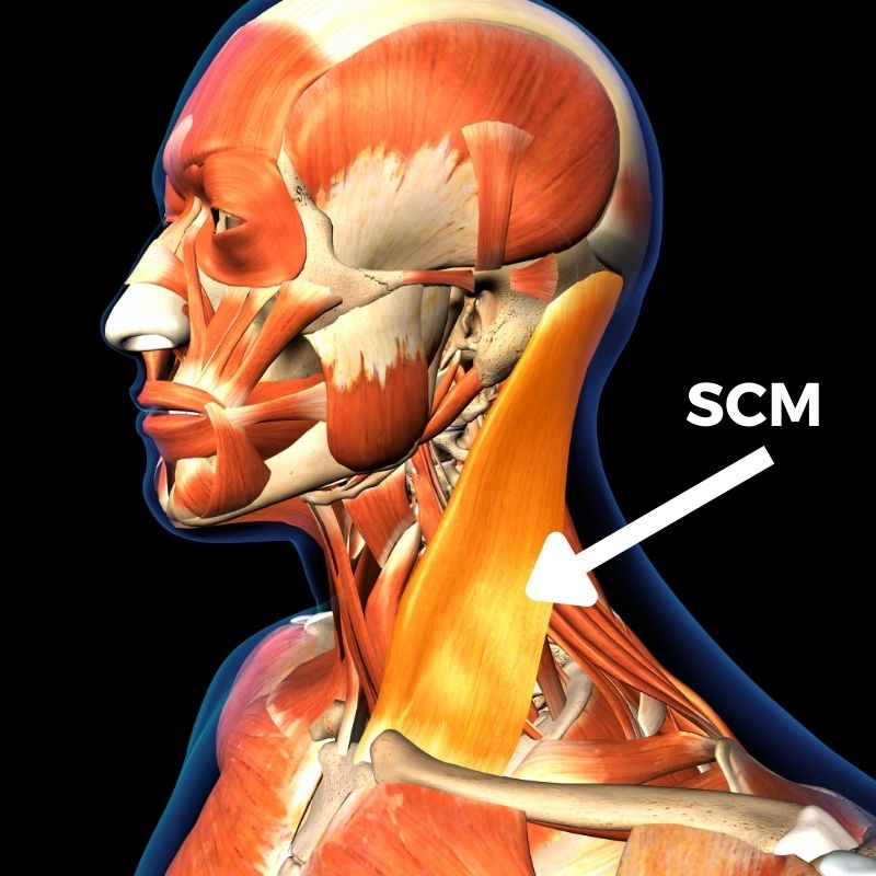 sternocleidomastoid muscle