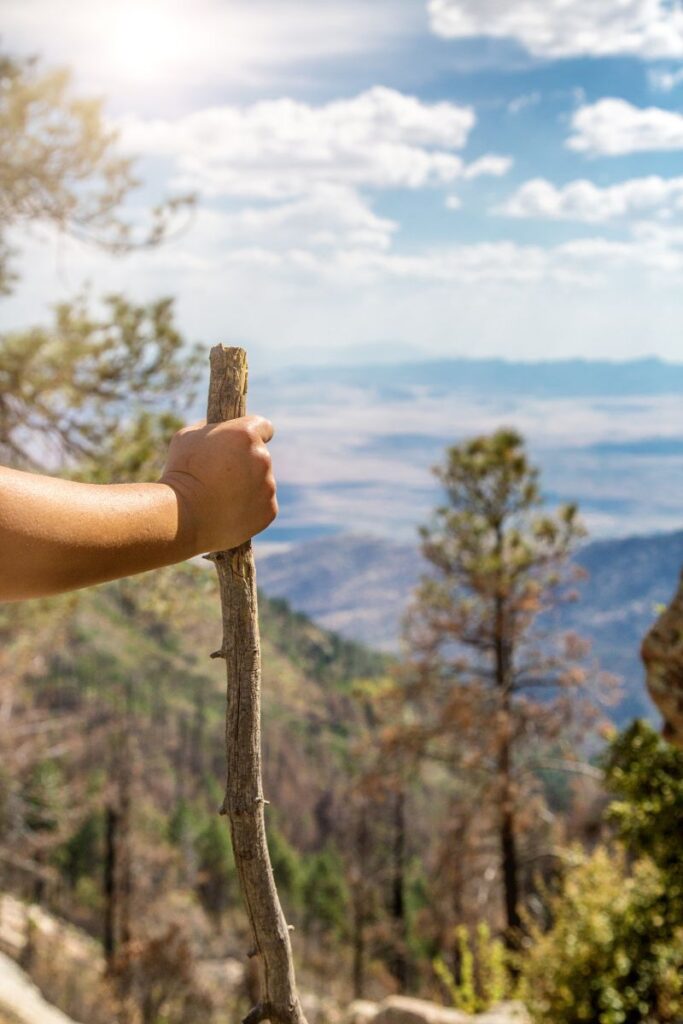 walking stick